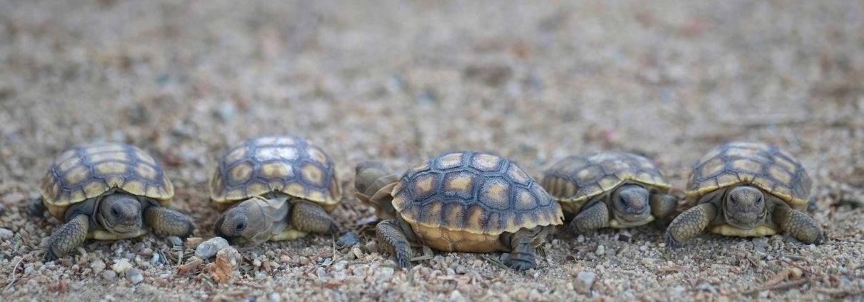 Tom Astle hatchlings